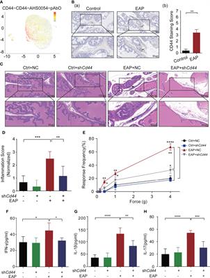 HA/CD44 Regulates the T Helper 1 Cells Differentiation by Activating Annexin A1/Akt/mTOR Signaling to Drive the Pathogenesis of EAP